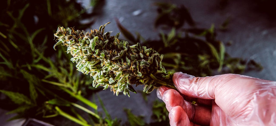 CBD vs CBG vs CBN: A Simple Breakdown of Three Cannabinoids Everyone's Confused About