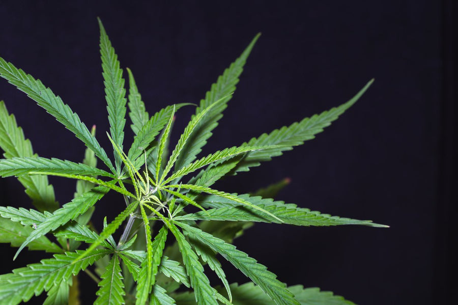 Delta 9 cannabis you can take