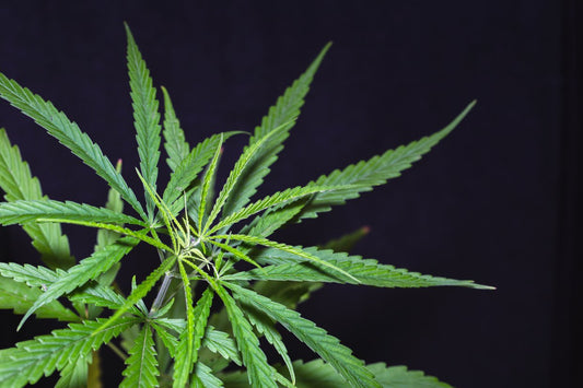 Delta 9 cannabis you can take