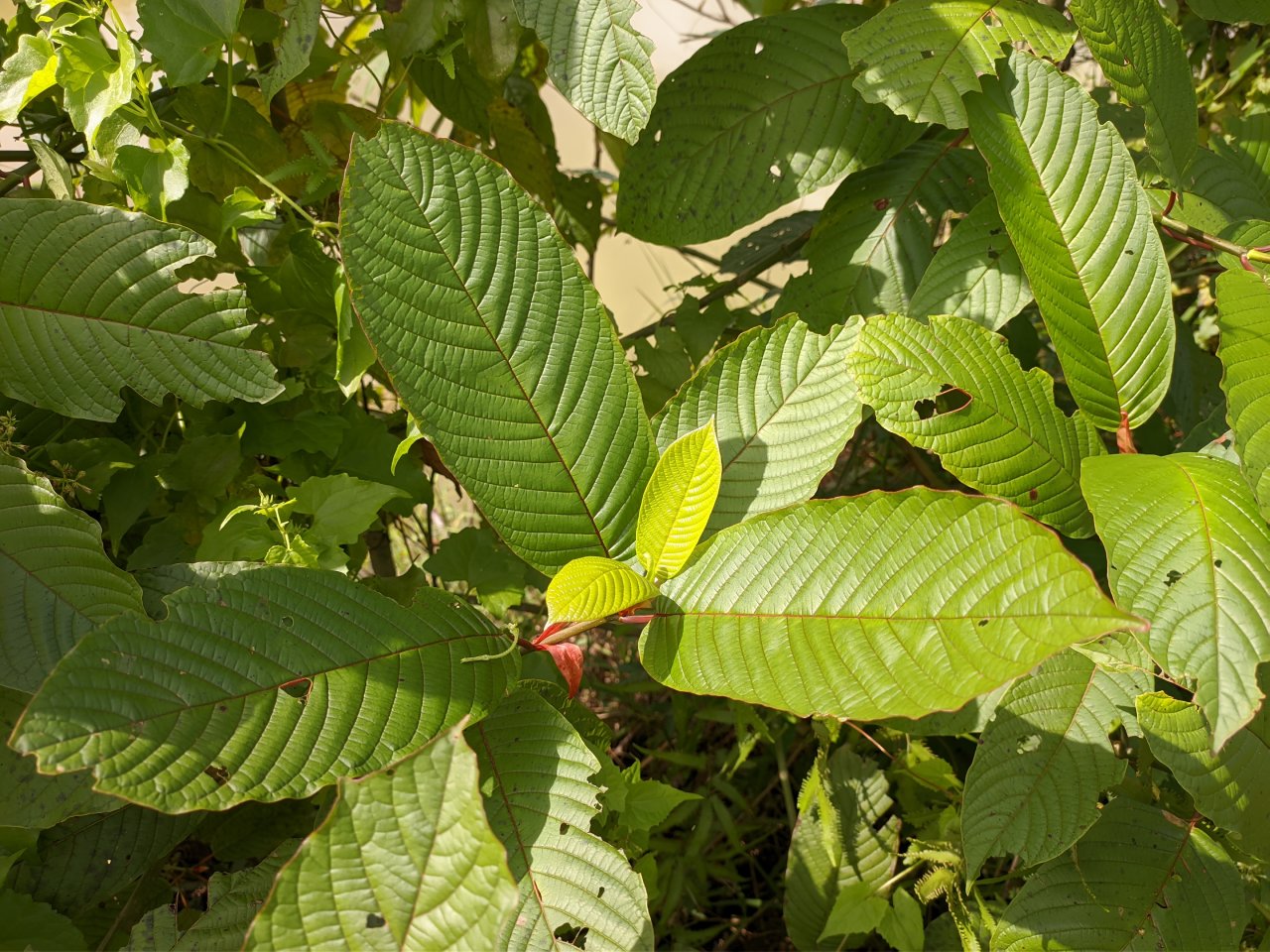What Are Kratom Shots? The Complete Guide to Kratom Extract Shots
