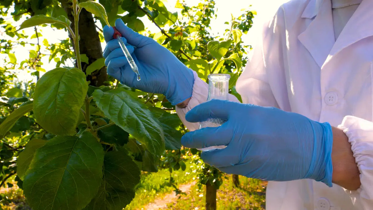 Does Kratom Show Up on a Drug Test? Everything You Need to Know