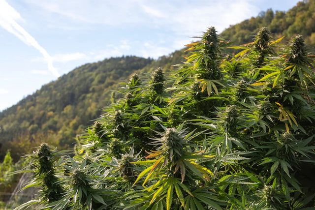 Is THCP Legal? The Complete Guide to THCP Laws by State