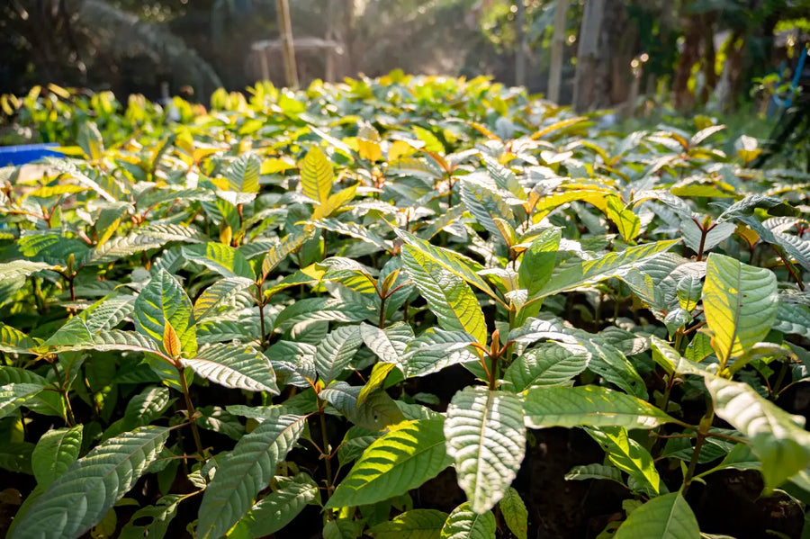 Can I Travel with Kratom? What Travelers Need to Know Before Flying