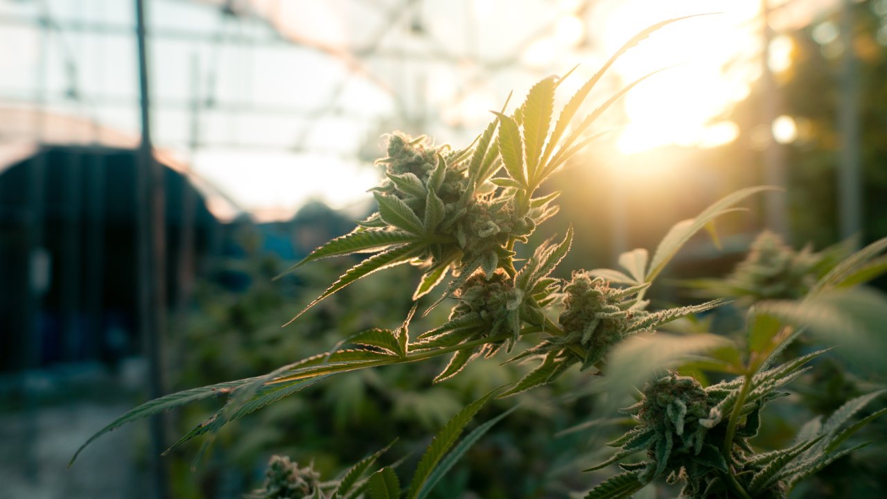 CBN vs THC—What's the Difference & Can They Work Better Together?