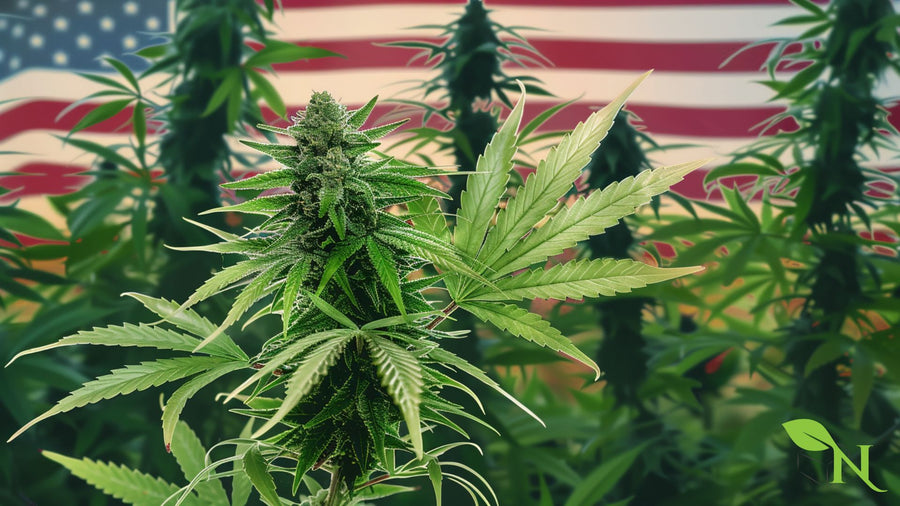 U.S. Cannabinoid Laws: Key Facts and Consumer Insights