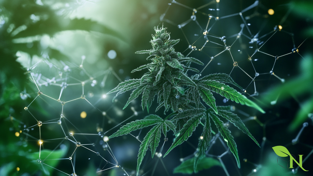 Cannabinoid Synergy Explained: How Compounds Work Together
