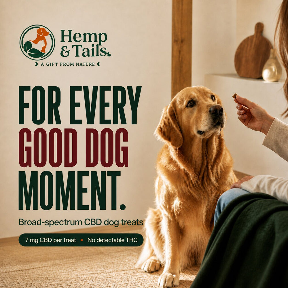 A golden retriever sits on a carpeted floor indoors while a person offers a treat. Large text reads 'Hemp & Tails' and 'FOR EVERY GOOD DOG MOMENT.